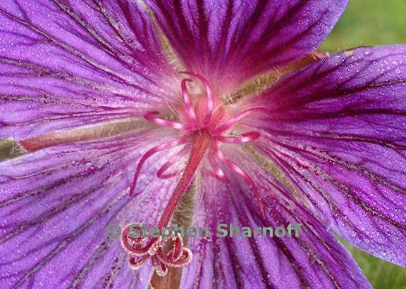 geranium 5 graphic